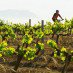 Devon_Valley_0.jpg