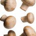 mushrooms.jpg