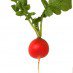 radish.jpg