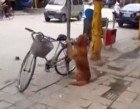 dog_guards