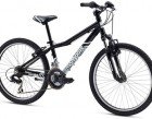 Mongoose_Rockadile24