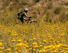 Training_Flowers