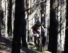 2013D3BrendonDavidsForest