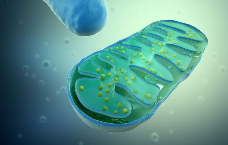 base-training-mitochondria