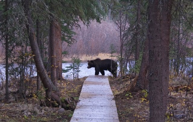 grizzly_bear_trail