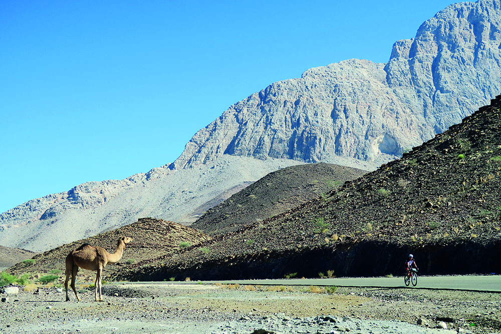 camel and cyclist in oman