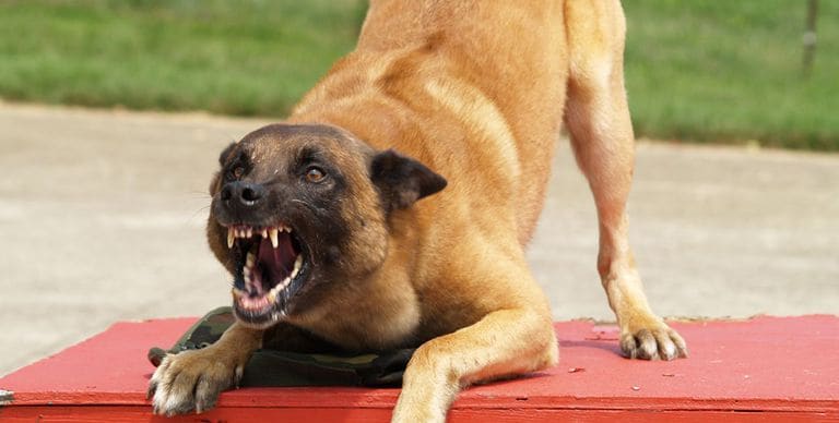 bad-dog-996-1441317783