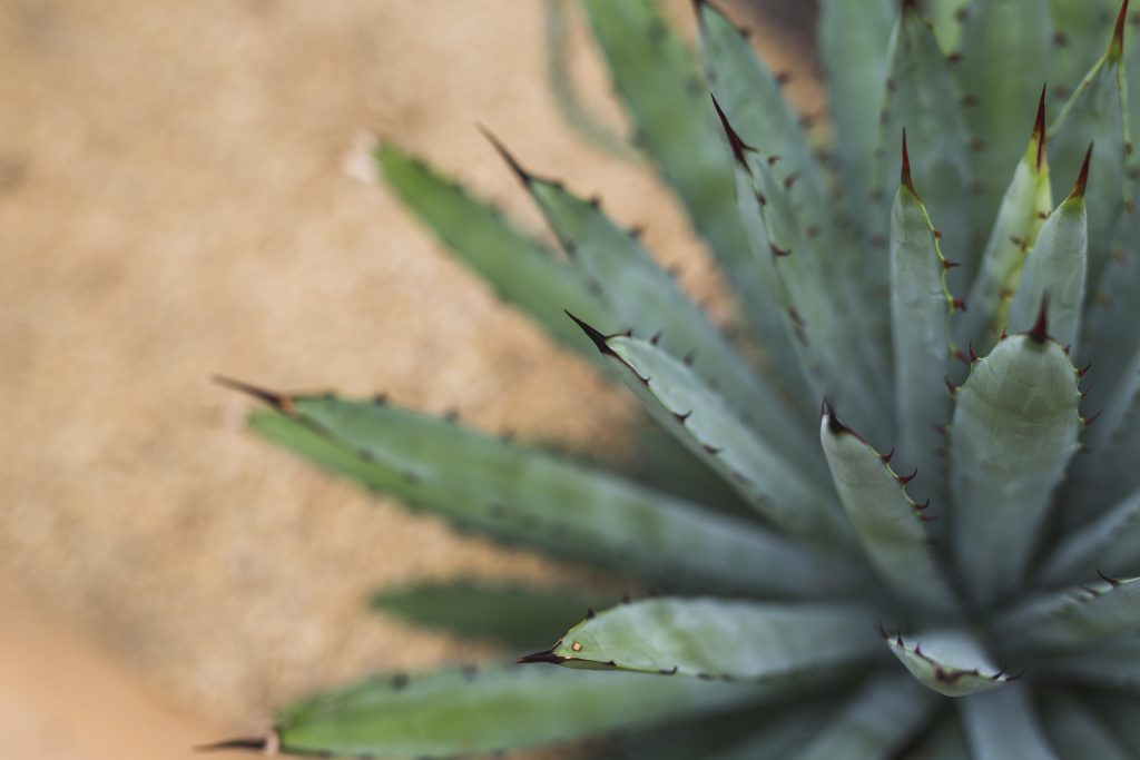 Can agave sugars overcome their prickly reputation?