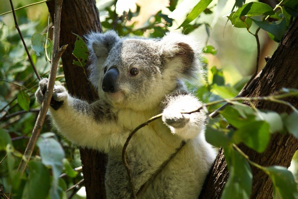 Koalas are not loving th heat in Aus.