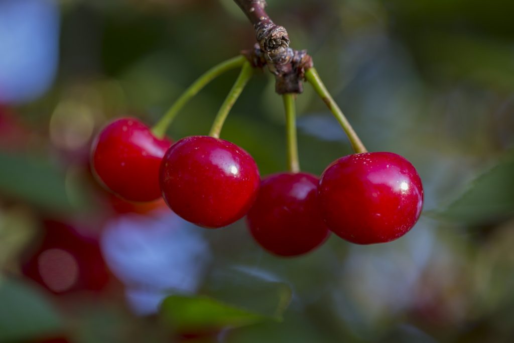 tart cherry juice helps health and recovery