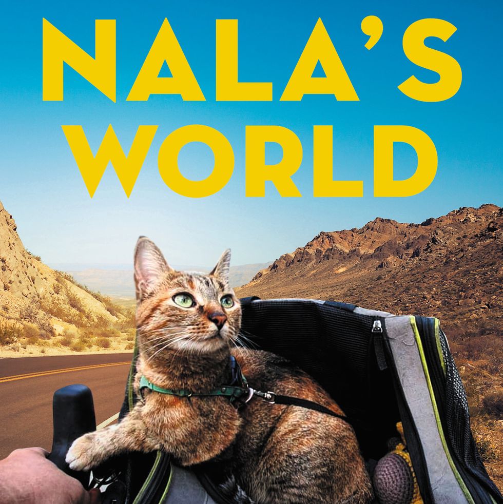 nala travelling cat
