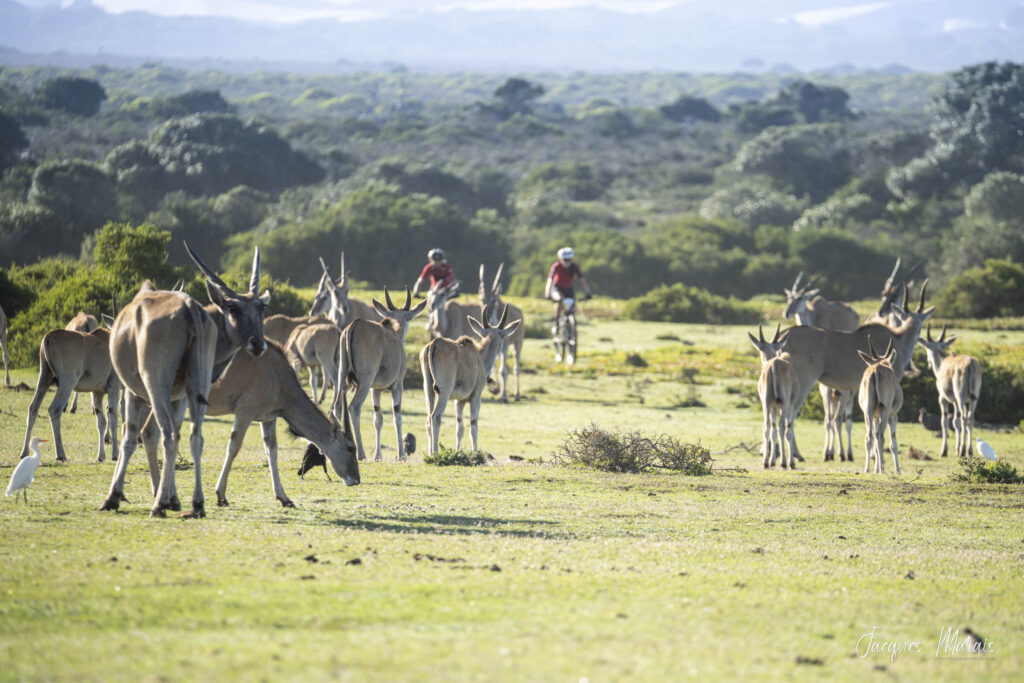 #DeHoop #conservation #experience #nature