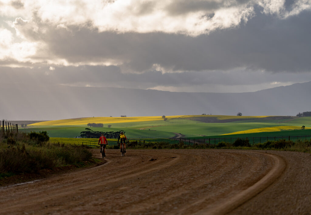 In late July the canary yellow flowers of Canola fields will juxtapose the emerald greens of unripe wheat, greys of the renosterveld and browns of the Overberg’s gravel roads. Photo by Zane Schmahl.